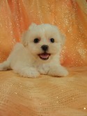 Female shih tzu Bichon teddy bear sale|Iowa breeder 2012
